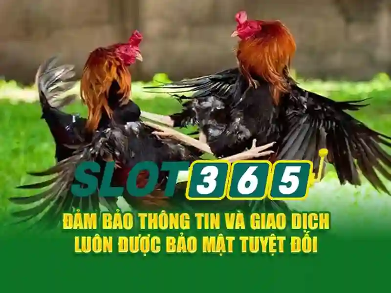 Giao dien ca cuoc da ga truc tuyen tai slot365