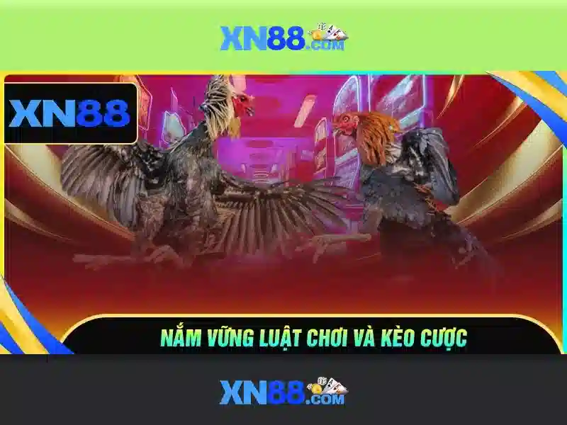 Hỗ trợ người dùng và ứng dụng di động