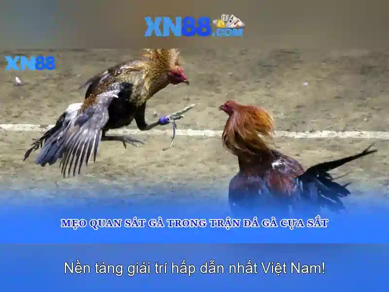 xn88: Tổng quan và hành trình