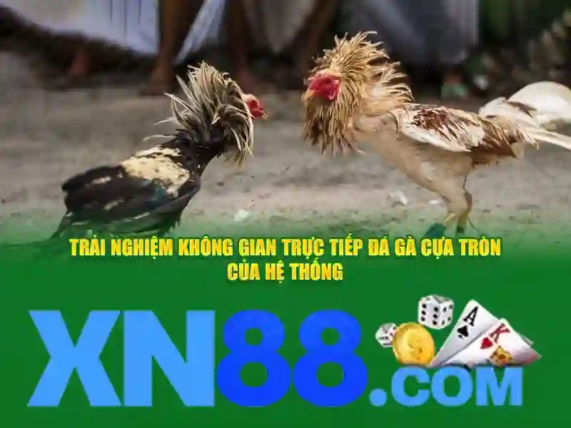 Tại sao nhiều người chọn xn88